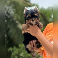 DogsIndia.com - Yorkshire Terrier - Vikram (Shreyas)