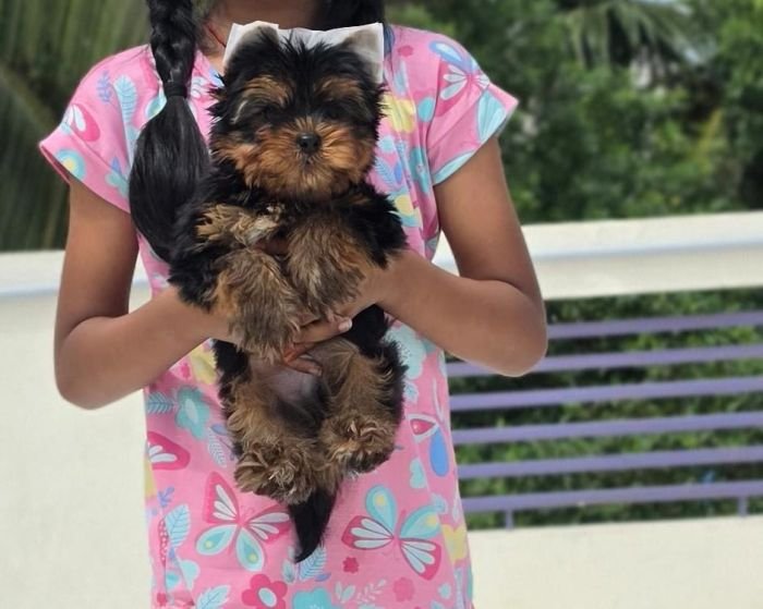 DogsIndia.com - Yorkshire Terrier - Vikram (Shreyas)