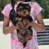 DogsIndia.com - Yorkshire Terrier - Vikram (Shreyas)