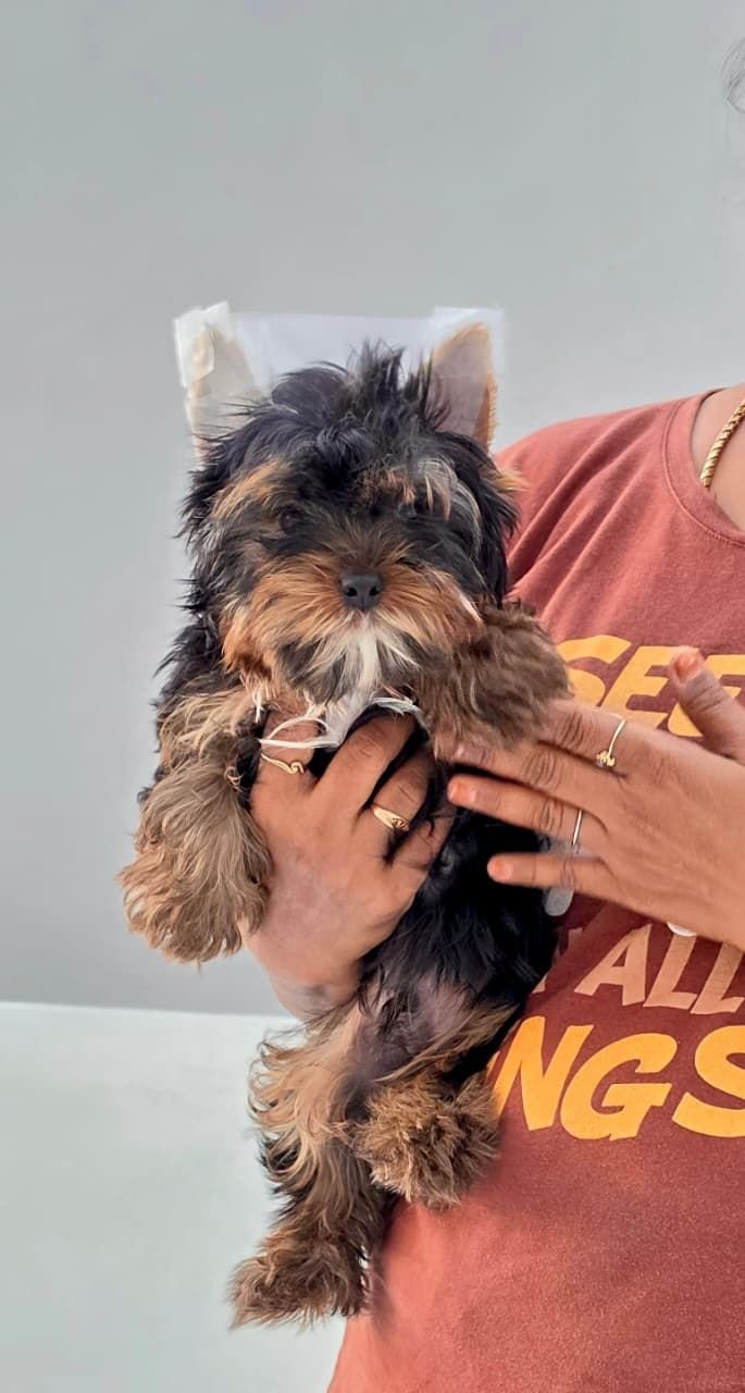 DogsIndia.com - Yorkshire Terrier - Vikram (Shreyas)